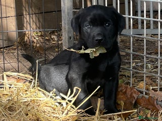 Labrador Retriever dogs - Advert 12