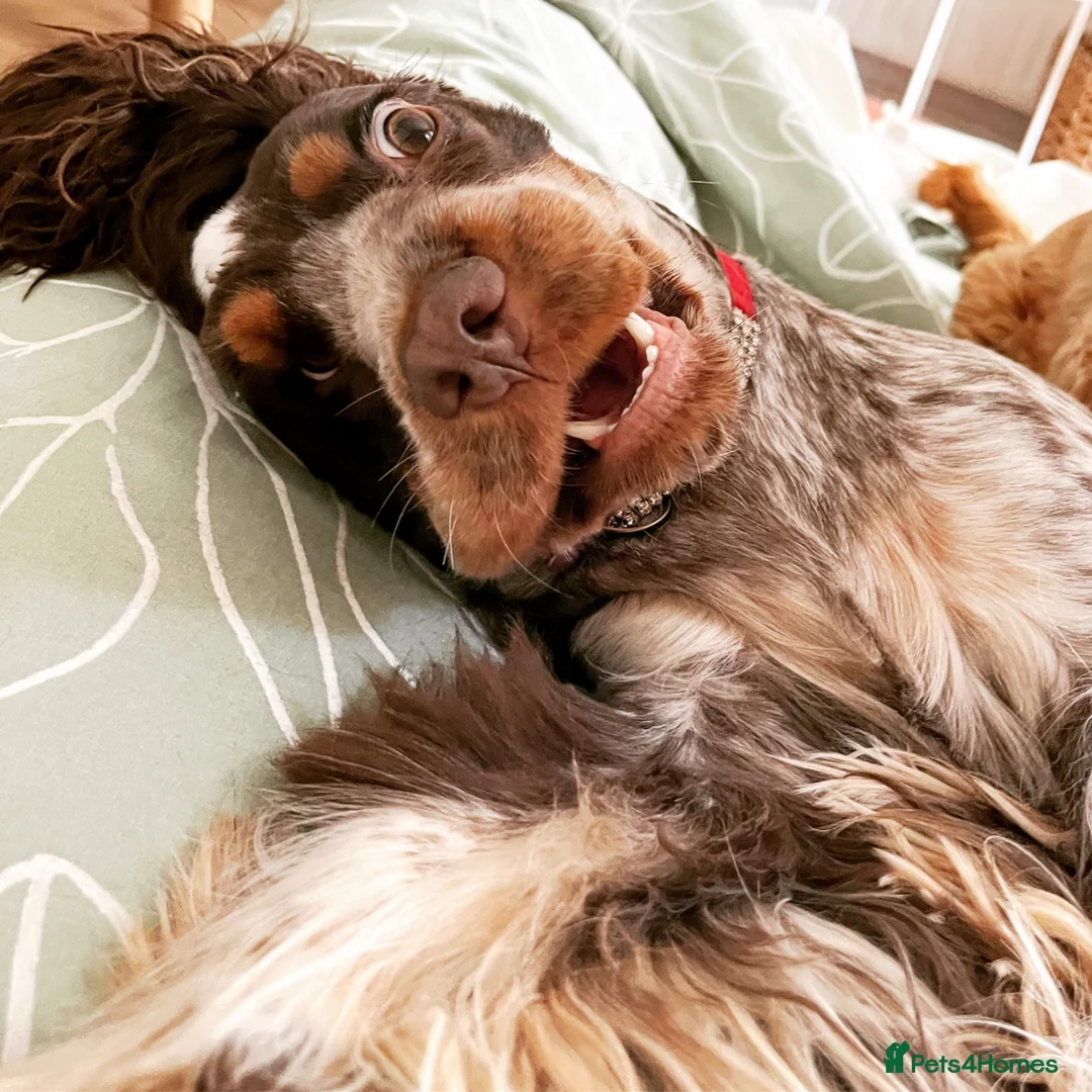 Cocker Spaniel dogs for sale: Beautiful girl for rehoming  - Advert 8