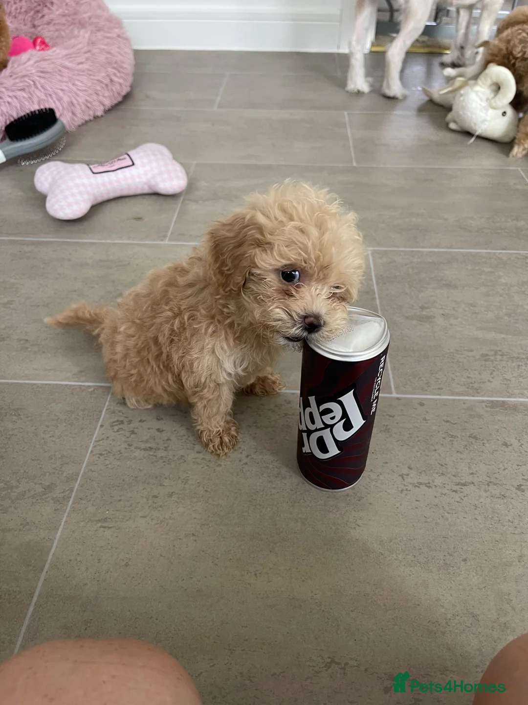 Maltipoo dogs for sale: Tiny toy teddy faced Maltipoo puppies  - Advert 2