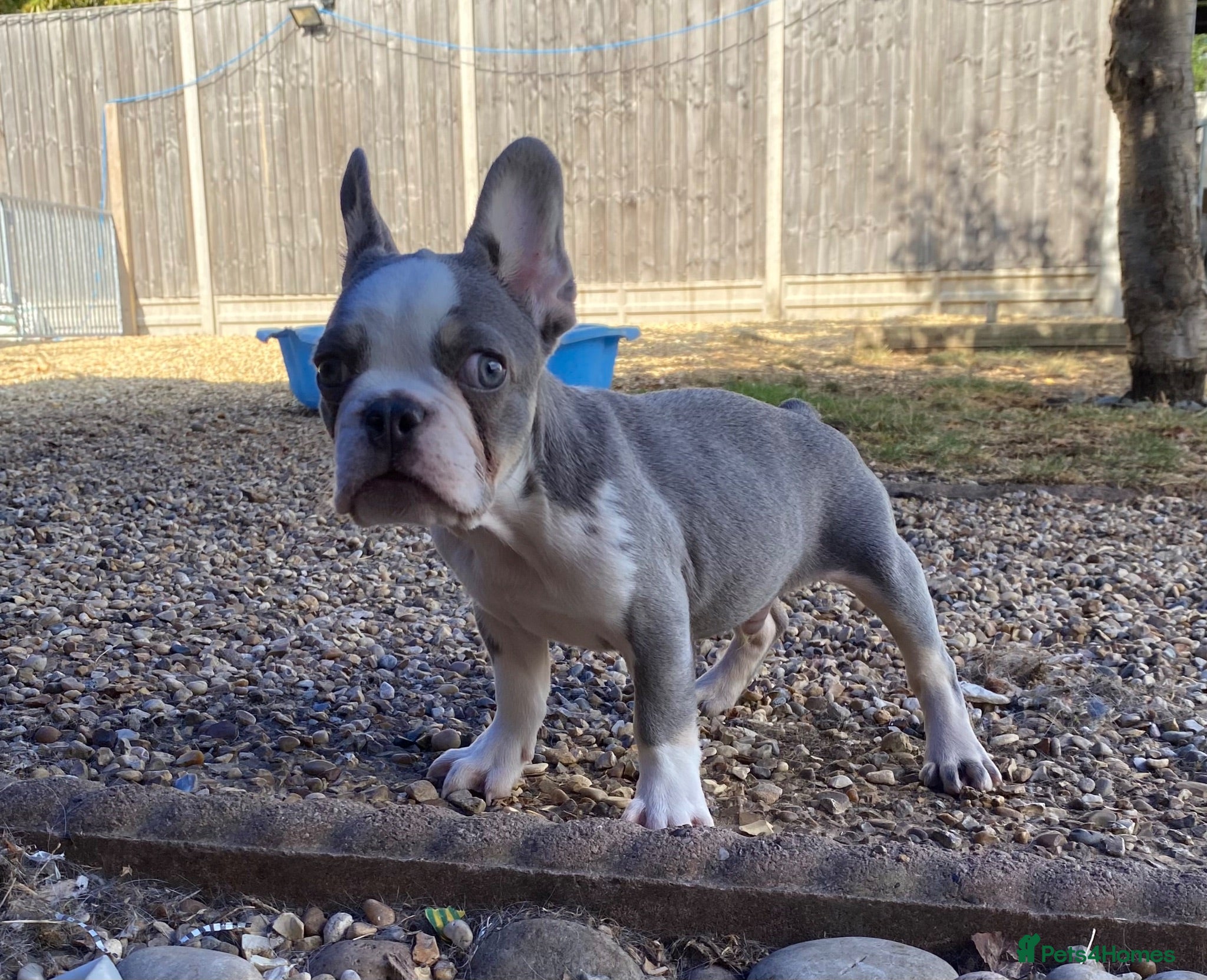 French Bulldog dogs KC registered French Bulldog puppies - Advert 2