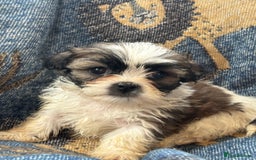 Mixed Breed dogs for sale: Hypoallergenic teddy puppies  in Lincoln - Image 12