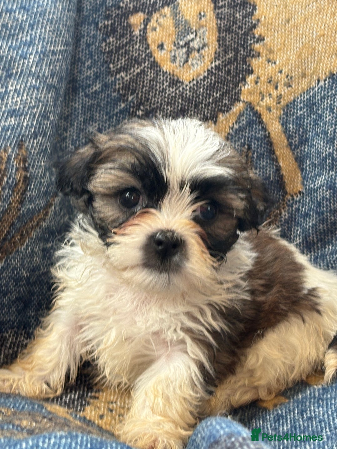 Mixed Breed dogs for sale: Hypoallergenic teddy puppies  in Lincoln - Image 12