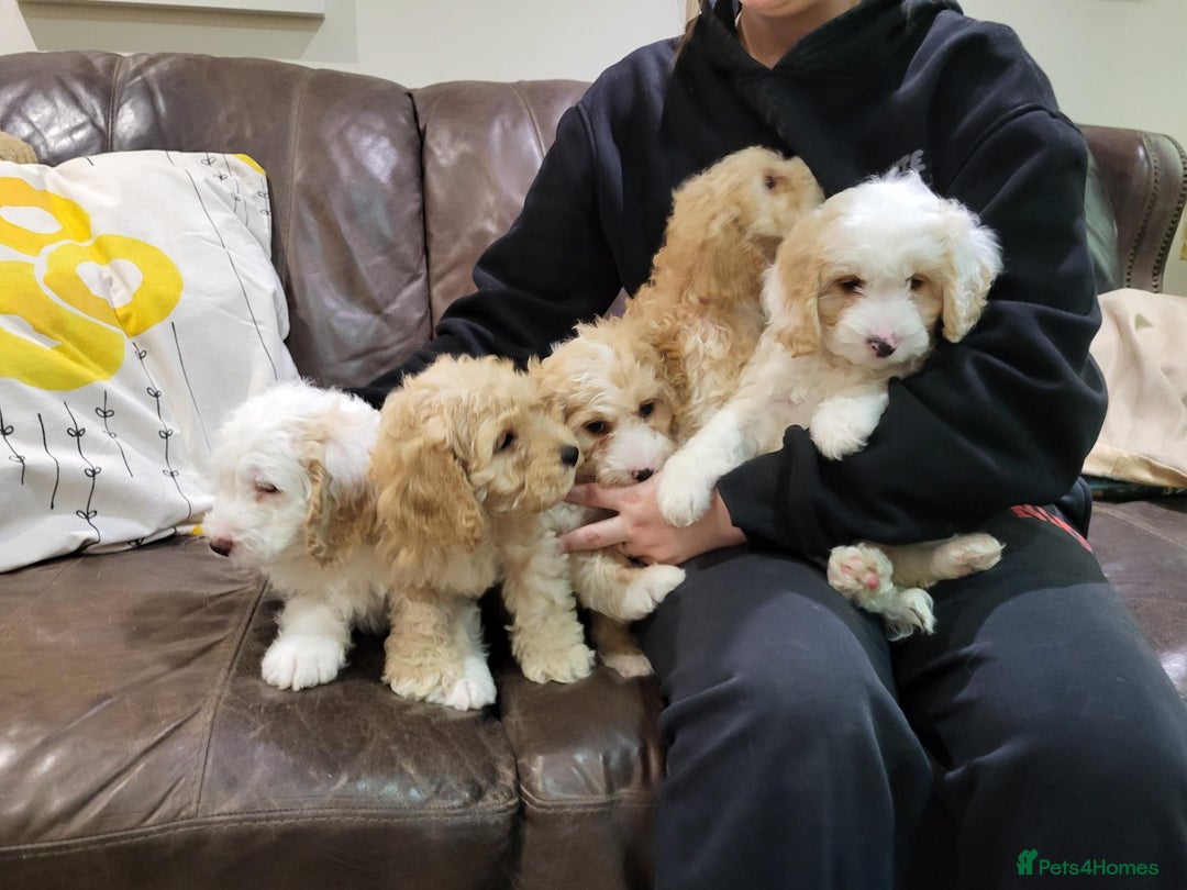 Cockapoo dogs for sale: Beautiful cockerpoo puppies for sale - Advert 2