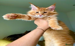 Maine Coon cats for sale: Maine Coon XXXL - Advert 14