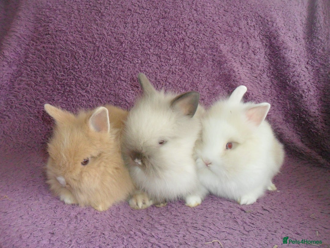 Lionhead rabbits for sale: BEAUTIFUL BABY DOUBLEMANE LIONHEAD RABBITS MALE - Image 2