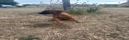 Rhodesian Ridgeback dogs for sale: One beautiful gentle kc little girl - Advert 8