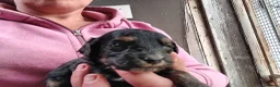 Cockapoo dogs for sale: Cockapoo pups  - Advert 2