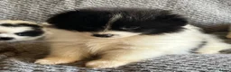 Mixed Breed dogs for sale: Lovely fluffy puppies ❤️ - Advert 5