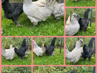 Chickens poultry Araucana chickens - Advert 6