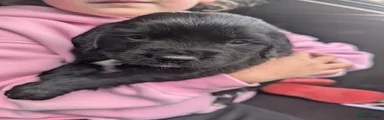 Bitch 2