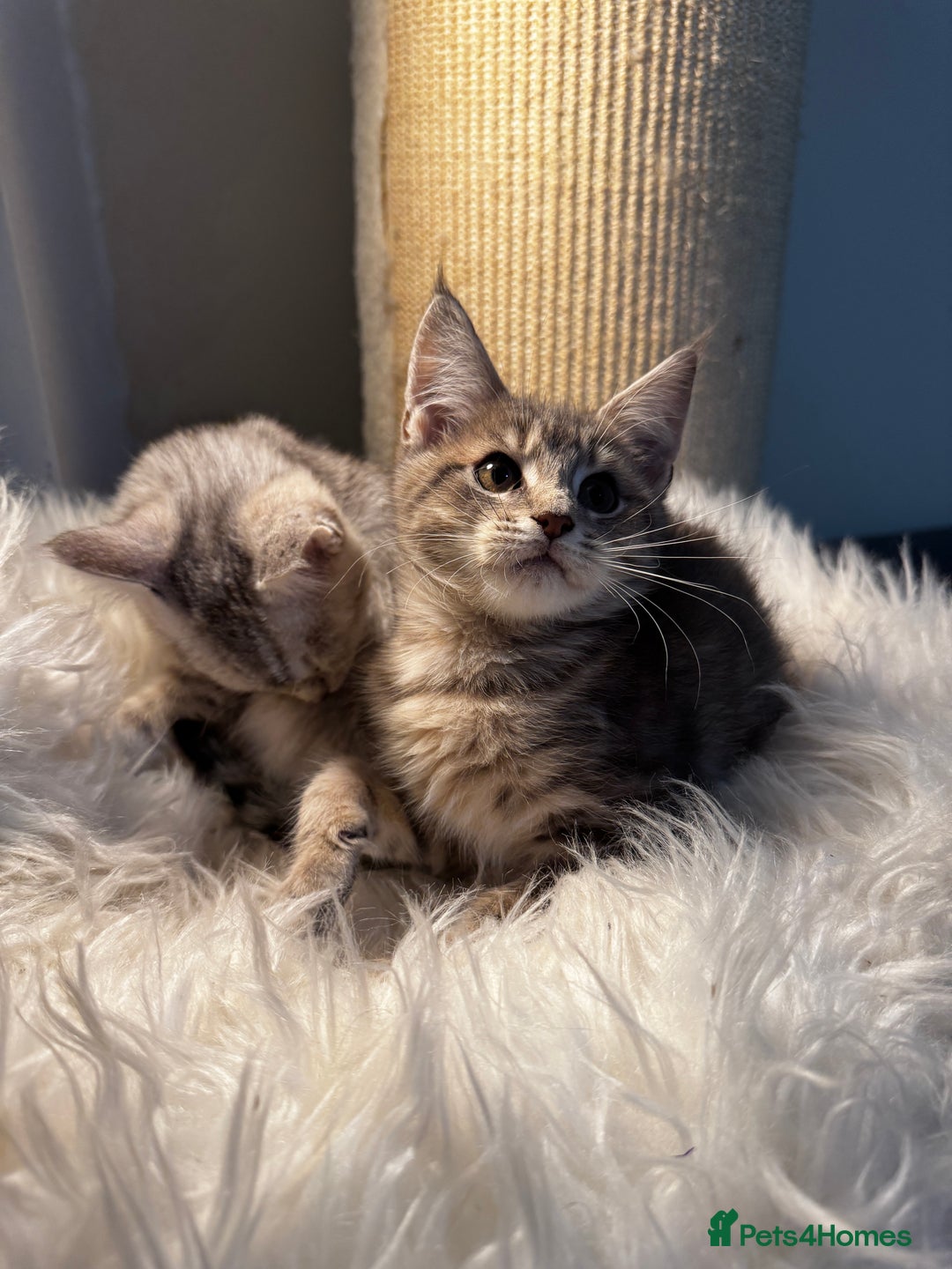 Maine Coon cats for sale: Beautiful Maine coon Mixed Kittens  🏡 - Image 7
