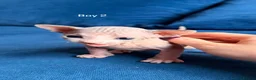 Sphynx cats for sale: 5 stunning sphynx kittens and 1 crazy one - Advert 5