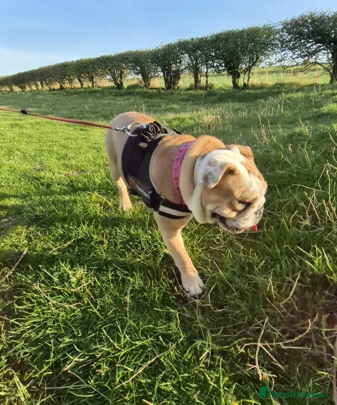 English Bulldog dogs for sale: Meet River our gorgeous 5 year old British Bulldog - Advert 4