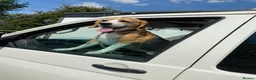 Beagle dogs for sale: ARCHIE THE BEAGLE - REHOME  in Cheltenham - Advert 6