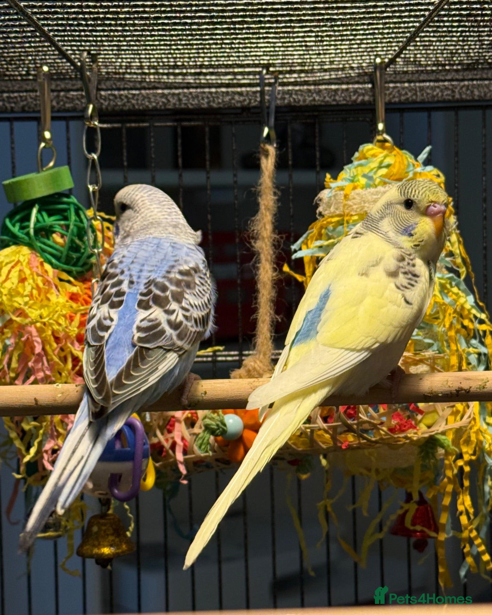 Budgerigars birds   budgies  available 9 weeks old  - Advert 2