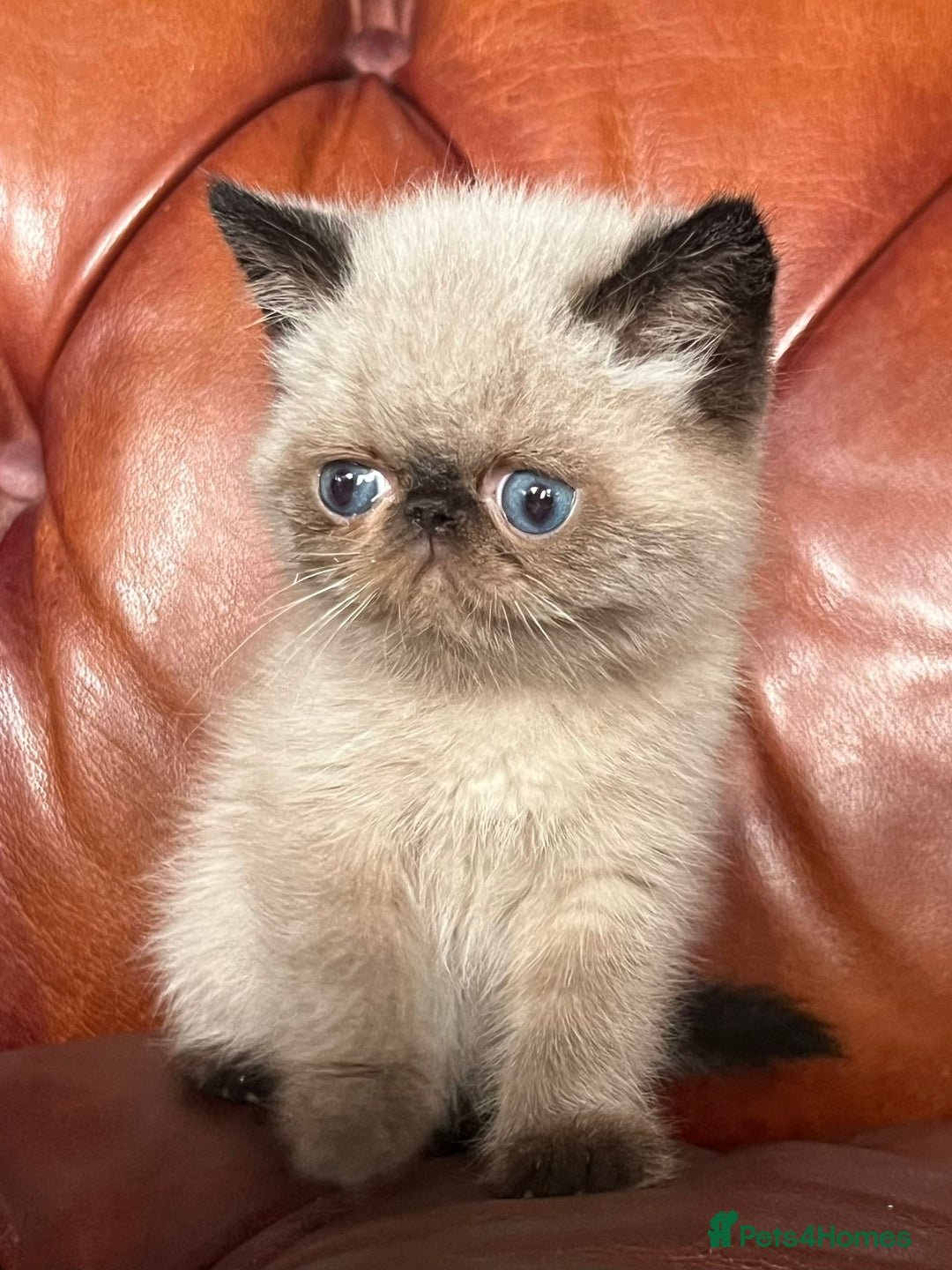 Exotic cats for sale: Last Remaining Exotic Shorthair Boy - Image 5
