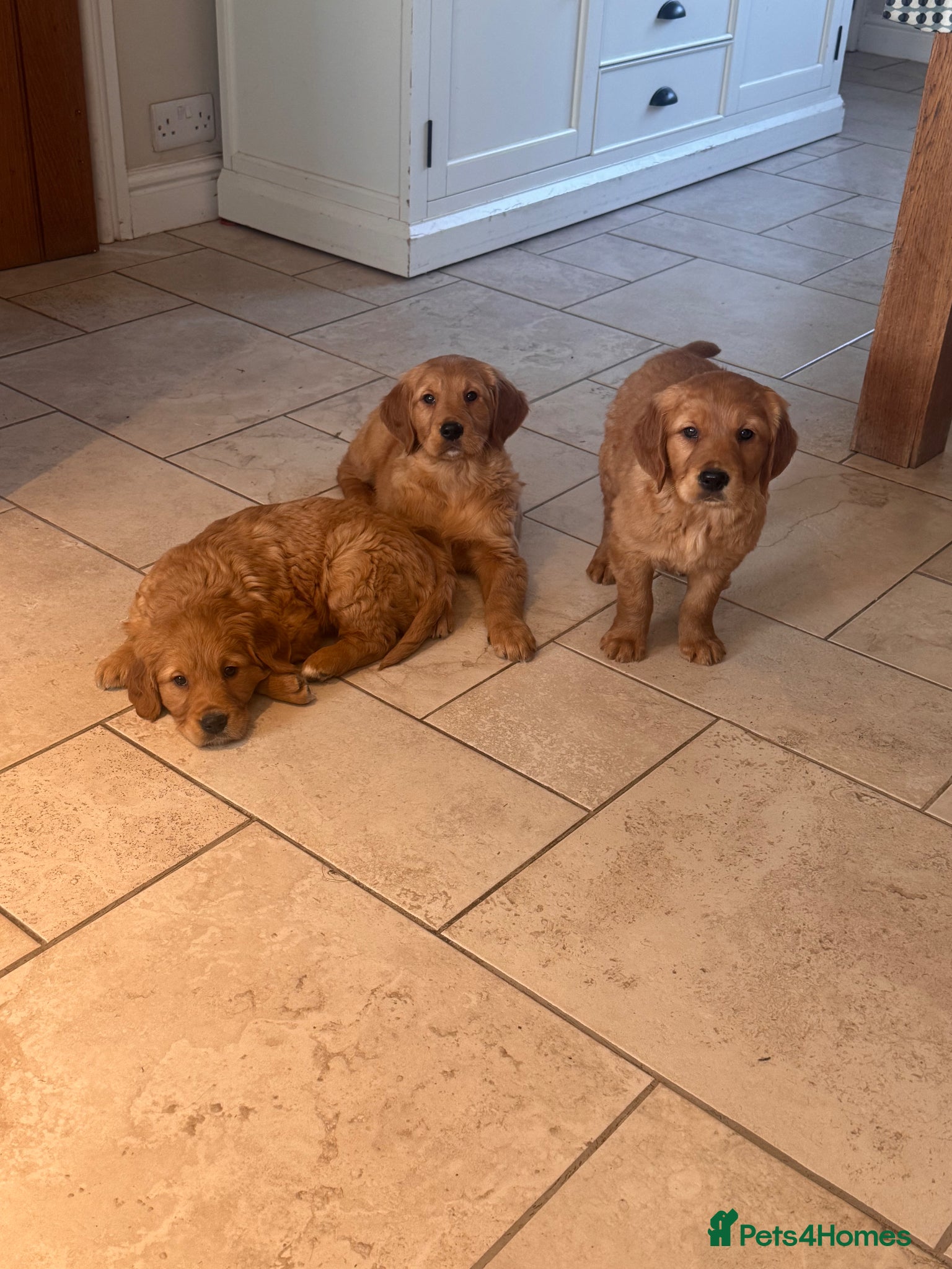 Golden Retriever dogs GORGEOUS GOLDEN RETRIEVERS - Advert 1