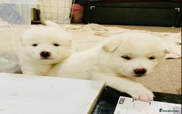 Japanese Akita Inu dogs for sale: Beautiful Japanese Akita Inu Puppies 2boys/2girls - Image 2