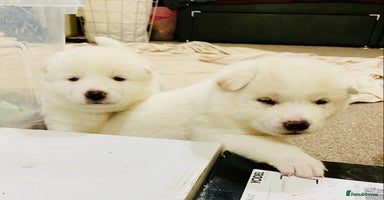Japanese Akita Inu dogs - Advert 16