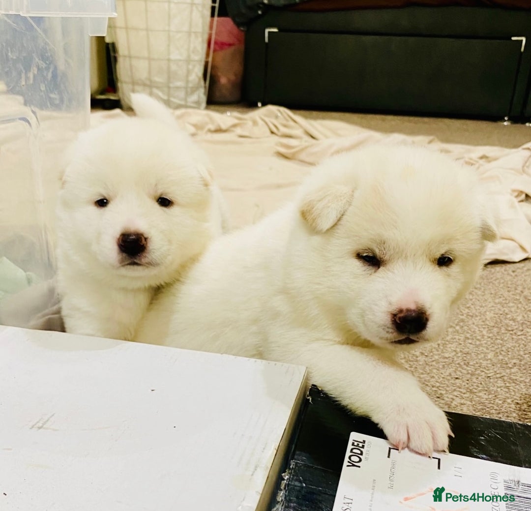 Japanese Akita Inu dogs for sale: Beautiful Japanese Akita Inu Puppies 2boys/2girls - Image 2