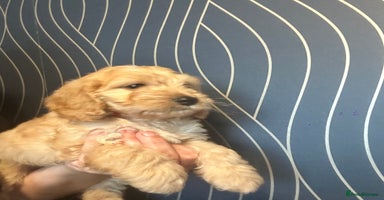 Cockapoo dogs - Advert 5