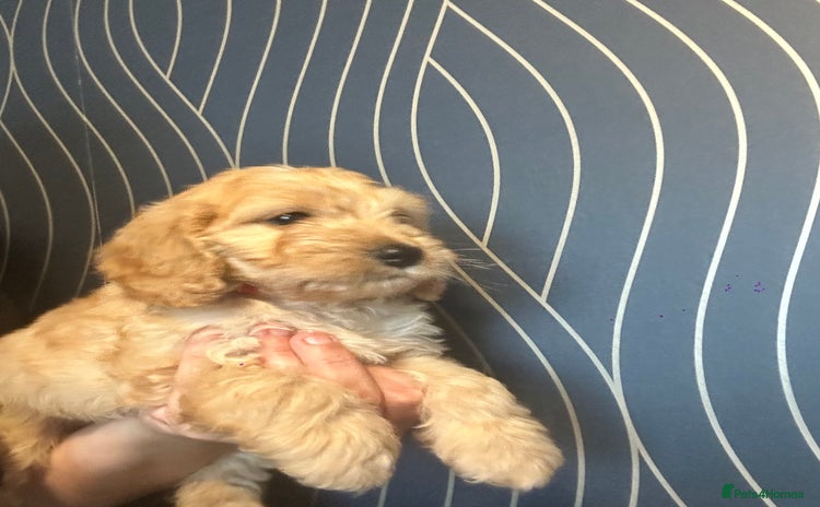 Cockapoo dogs - Advert 1