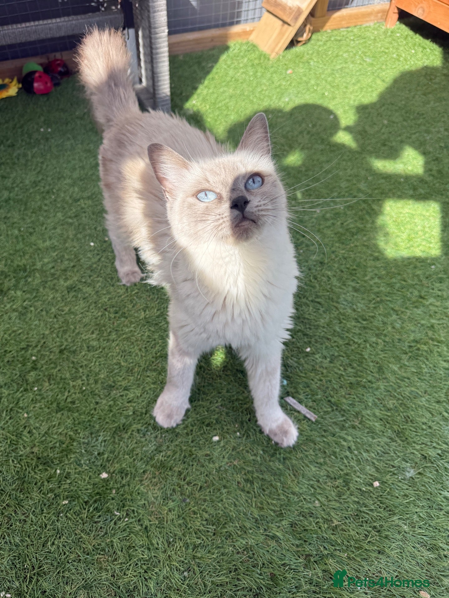 Ragdoll cats Full breed Ragdoll  - Advert 7