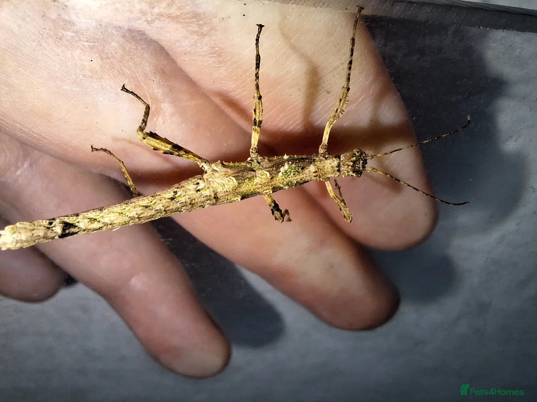 Stick Insects invertebrates for sale: 3 Sungaya Aeta stick insect nymphs (unsexed) - Advert 1