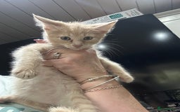 Mixed Breed cats for sale: Mainecoon x kittens  - Image 8