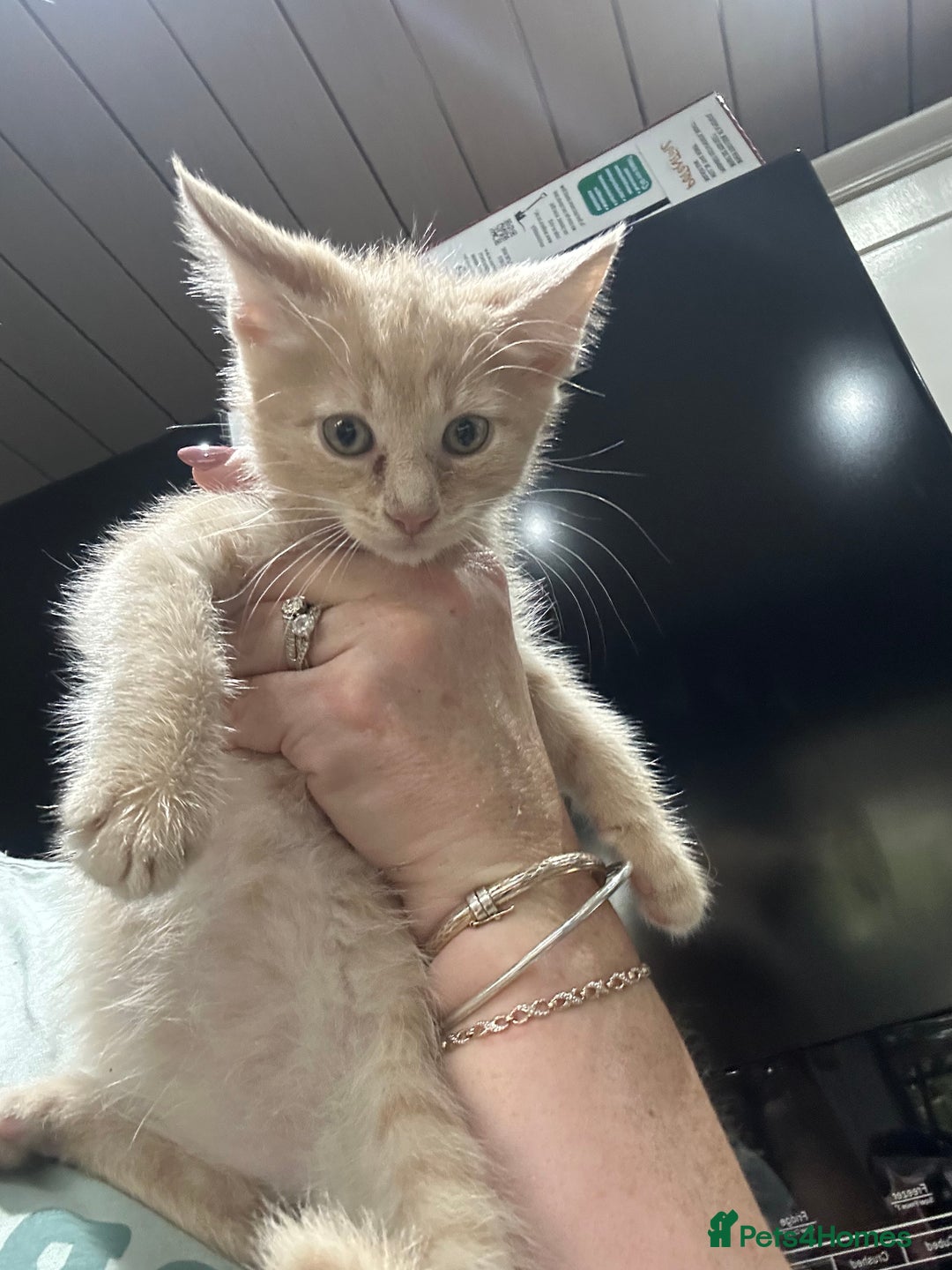 Mixed Breed cats for sale: Mainecoon x kittens  - Image 8