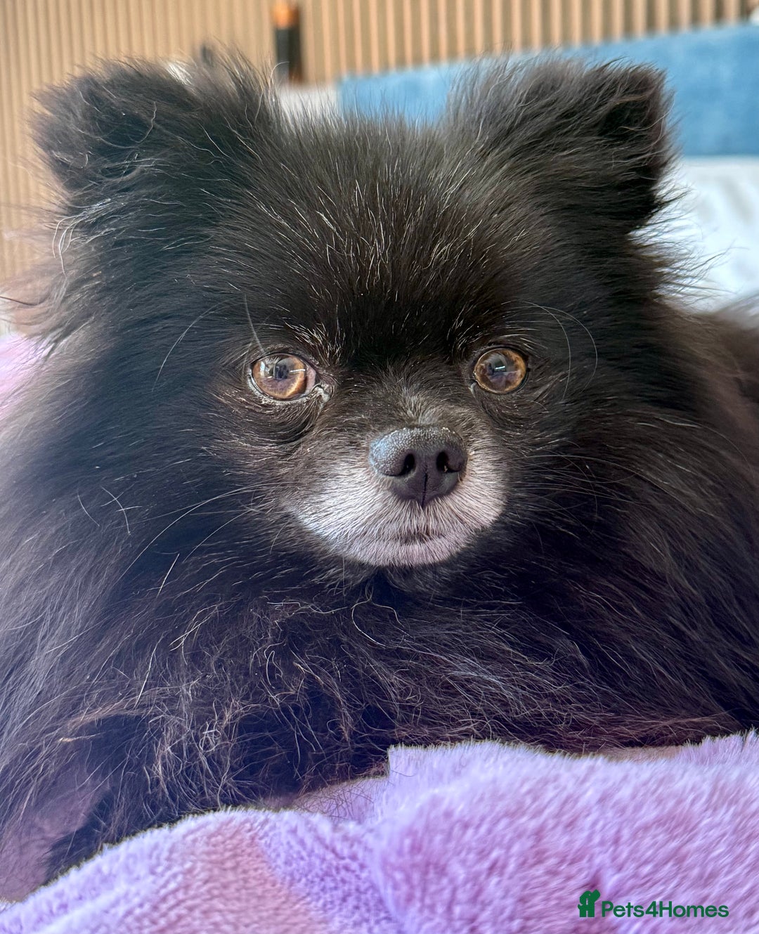 Pomeranian dogs for adoption: Nike – Torn From the Edge of Death - Image 4