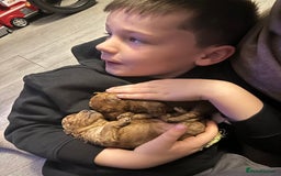 Toy Poodle dogs for sale: KC Registered Toy Poodle puppies - Image 3