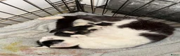 Mixed Breed cats for sale: Kittens for sale  in Northampton - Advert 15