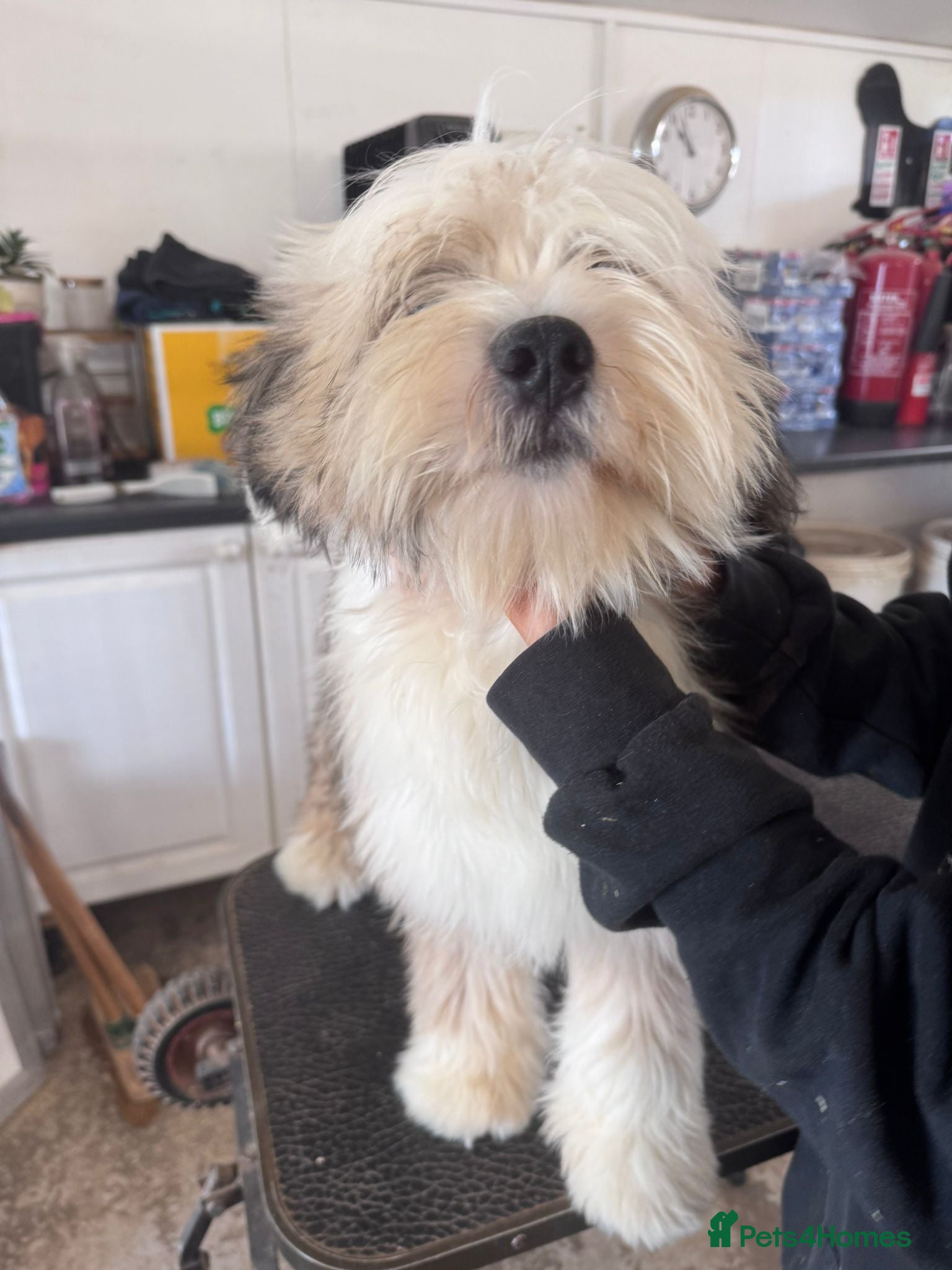 Tibetan Terrier dogs Araki Pup available to pet or show home - Advert 2