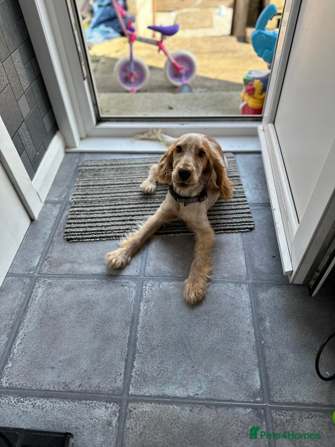 Cocker Spaniel dogs for sale: Cocker spaniel - Advert 6