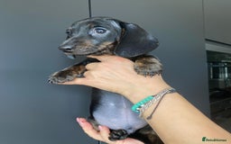 Dachshund dogs for sale: Miniature dachshund puppies - Image 6