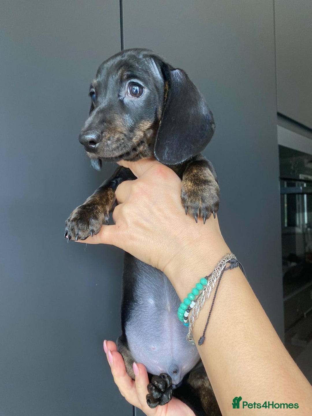 Dachshund dogs for sale: Miniature dachshund puppies - Image 6