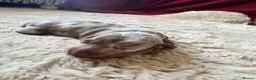 Dachshund dogs for sale: Long hair Dachshund  - Advert 5