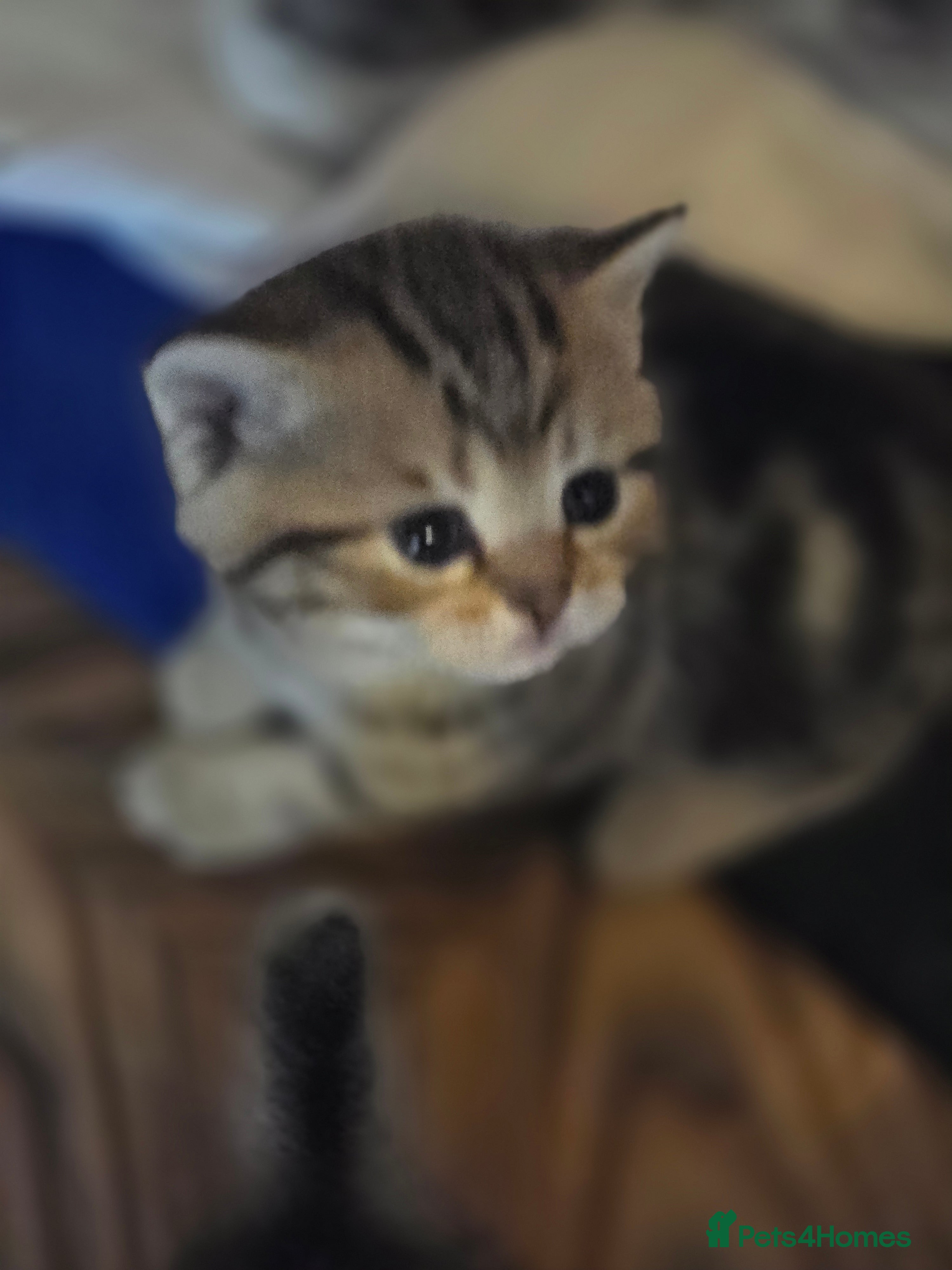 British Shorthair cats 🥰Rare colours of British kittens, reservations🤩 - Advert 2