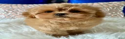 Shihpoo dogs for sale: Stunning Asian Shih Poo puppies - Advert 17