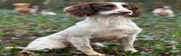 English Springer Spaniel dogs for sale: Quality pup available  - Advert 4