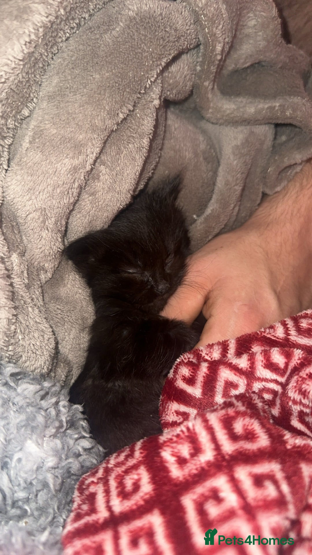 Mixed Breed cats for sale: Kittens  - Advert 5