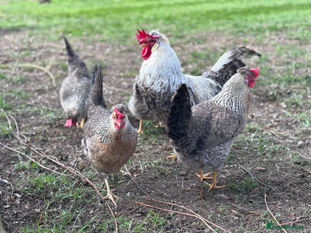 Chickens poultry for sale: Cream Legbar Hatching Eggs For Sale - Advert 1
