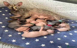 Sphynx cats for sale: 7 adorable Sphynx  looking for their forever home - Image 36