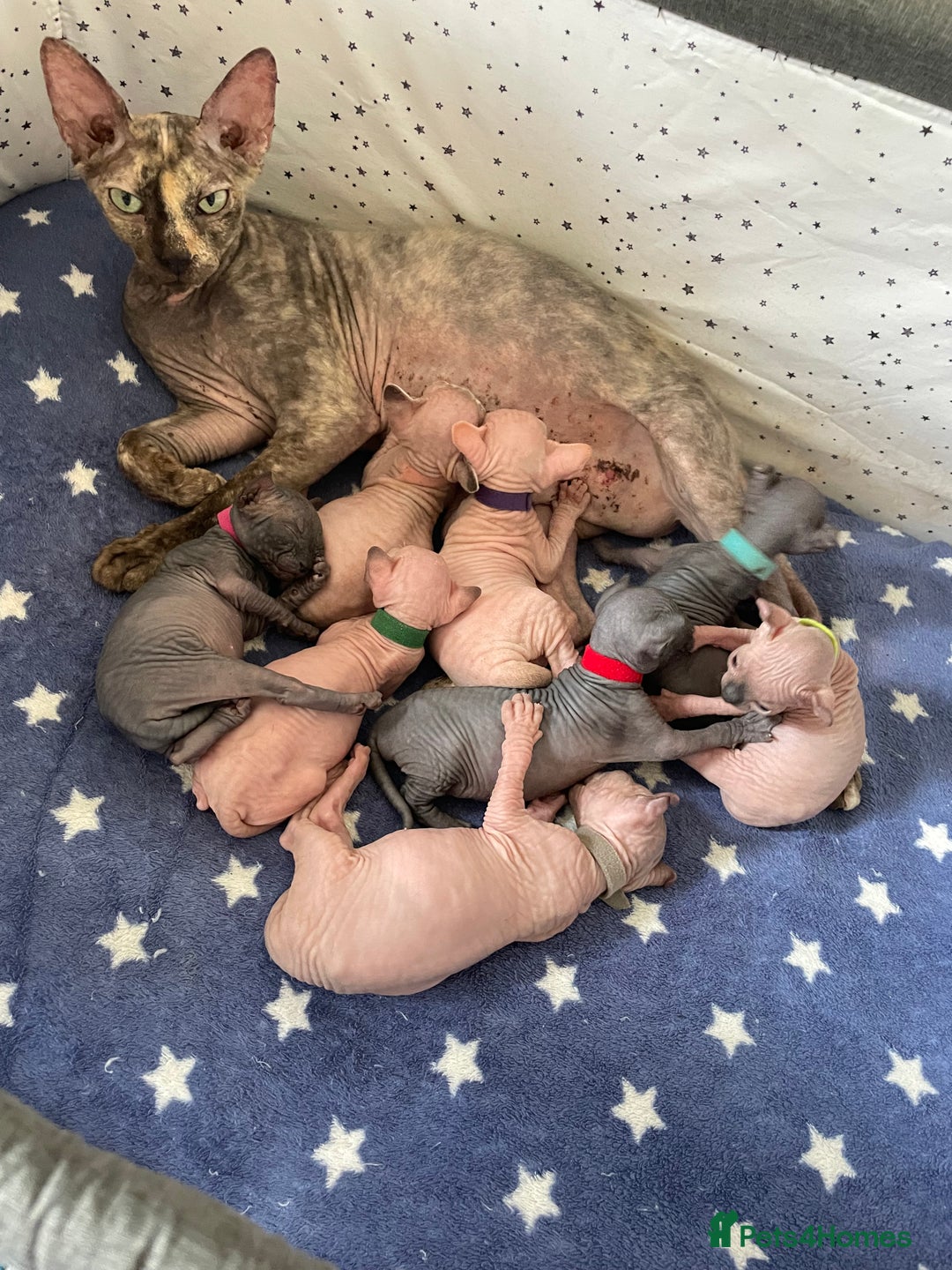 Sphynx cats for sale: 7 adorable Sphynx  looking for their forever home - Image 36