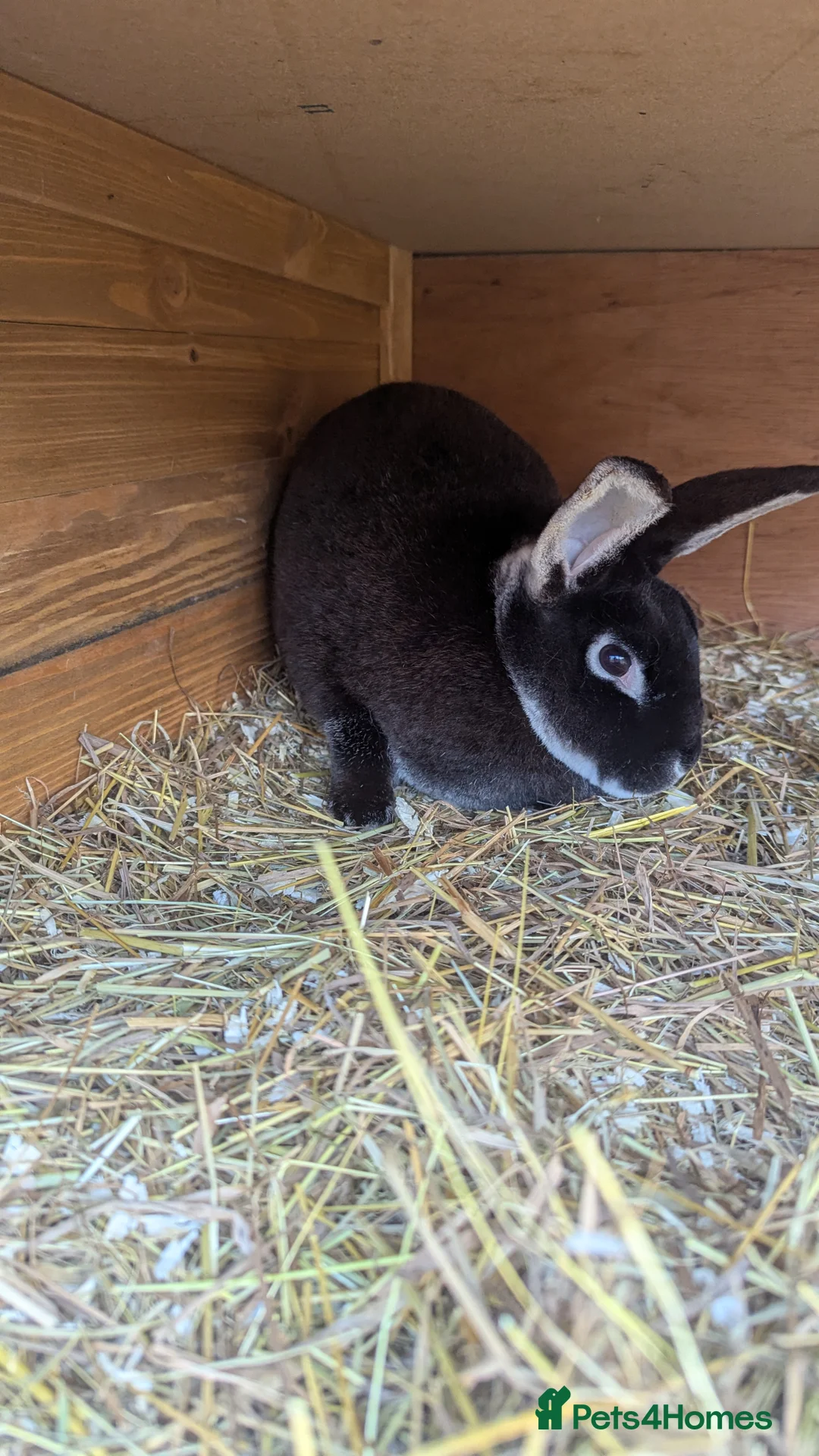 Rex rabbits for sale: 3 Rabbits - 2 x Velvet Rex, 1 x New Zealand White - Advert 1