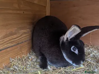 Rex rabbits 3 Rabbits - 2 x Velvet Rex, 1 x New Zealand White - Advert 1