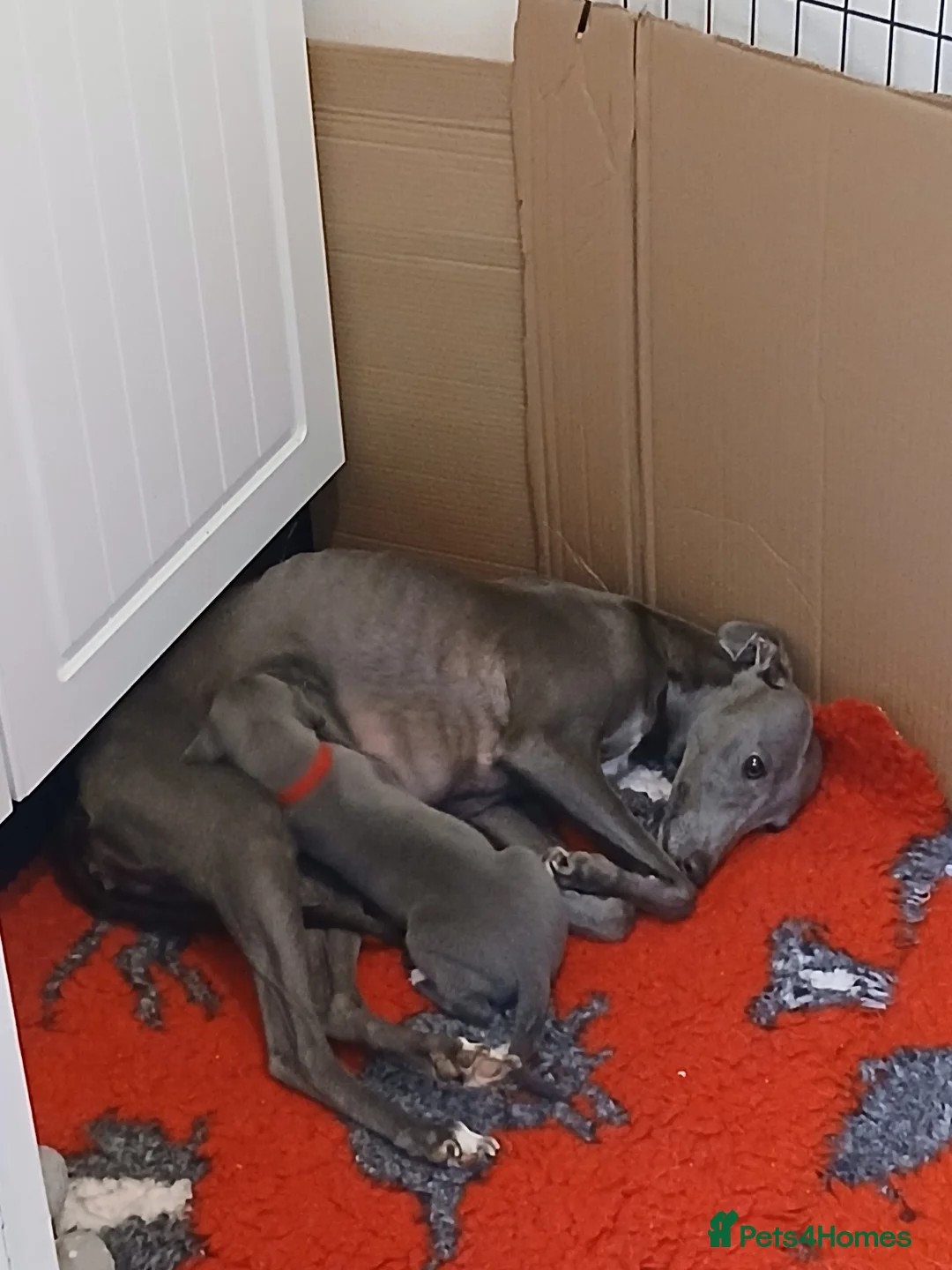 Whippet dogs for sale: Whippet puppys - Advert 1