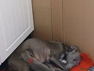 Whippet dogs Whippet puppys - Advert 2