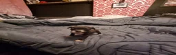 American Bull Staffy dogs for sale: American bull Staffy puppies in Chatham - Advert 1